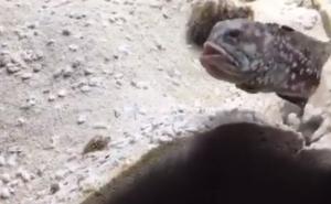 Podvodni rat: Pogledajte kako se svađaju ove ribe