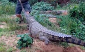 Krokodil napao farmera koji ga je gurao štapom