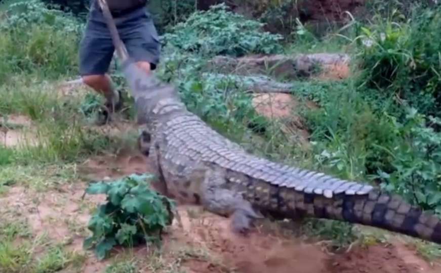 Krokodil napao farmera koji ga je gurao štapom