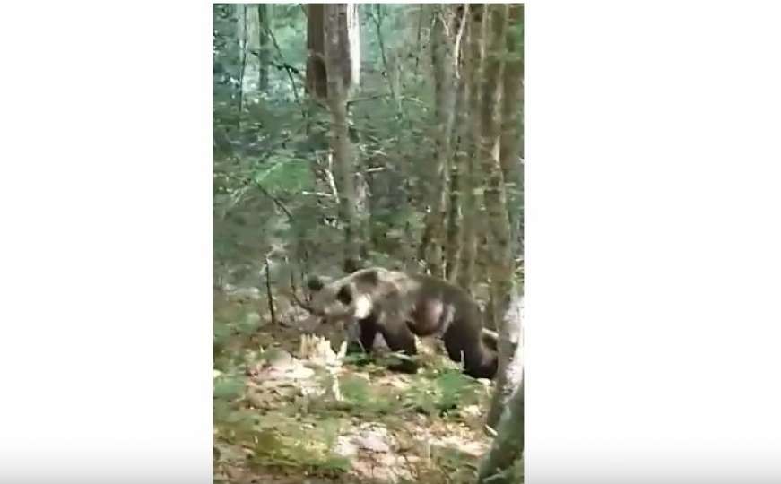 Planinar Ognjen iz Foče susret s medvjedom snimio kamerom