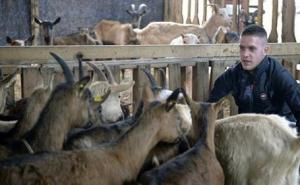 Fudbalski klub prodao 18 igrača da kupi 10 koza