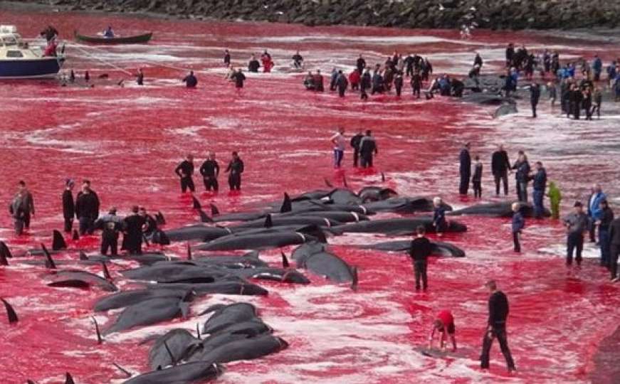 Potresni prizori s Farskih otoka: U tradicionalnom lovu pobijeno desetine kitova