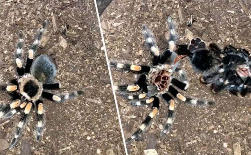 Nevjerovatan prizor: Da li ste ikad vidjeli kako tarantula mijenja "kožu"