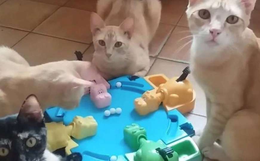 Ah, te mačke: Sada su izmislile i svoja pravila za dječiju igru