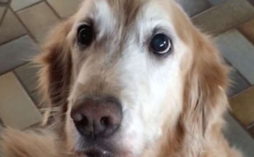 Reakcija psa kojem vlasnica saopšti da nema rak je predivna