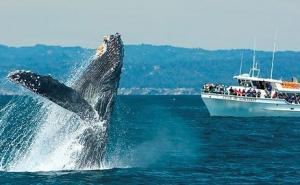 Ribolovci ubili trudnu ženku kita, uslijedile žestoke rasprave