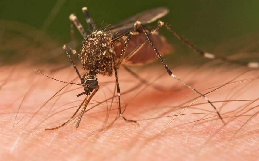Kako da prirodno ublažite neprijatan osjećaj nakon uboda komarca