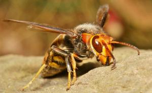 Azijski stršljen veličine je vrapca, sa žaokom od šest milimetara