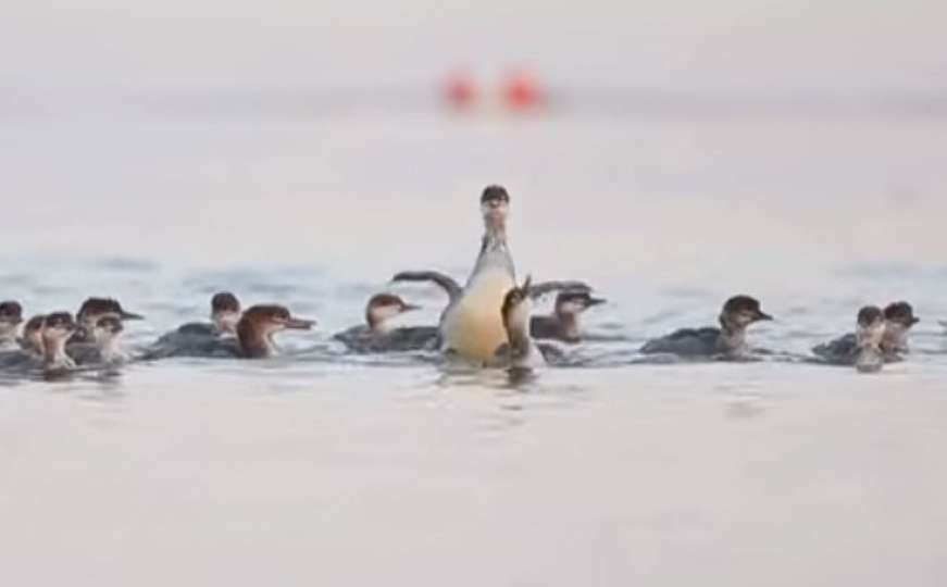 Mama patka pliva sa 76 pačića