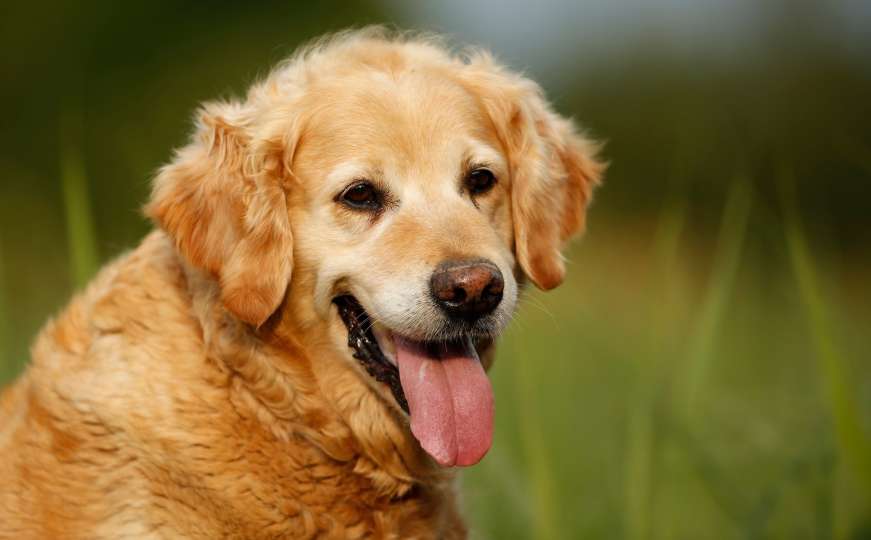 Zlatni retriveri su psi koji vam odmah donesu osmijeh na lice