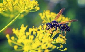 Sezona stršljena u punom mahu: Kako izbjeći ubod i zaštiti se