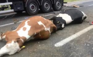 Uznemirujući prizori: Krave poispadale iz kamiona na autoputu Rijeka-Zagreb
