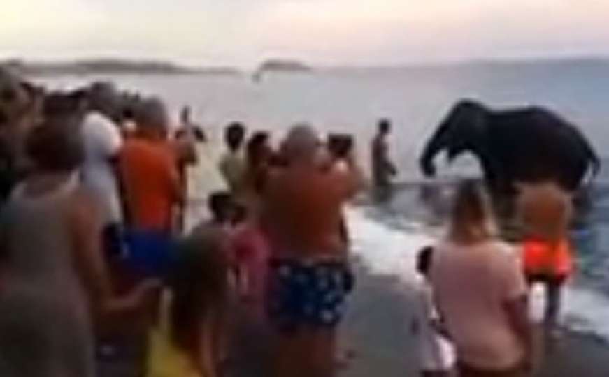 Slon pobjegao iz cirkusa i pojavio se među kupačima na plaži 