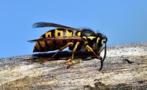 Šta učiniti ako vas napadne roj osa