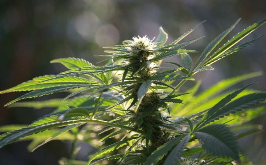 Izrasla do 60 cm: Bakica zasadila marihuanu ispred stambene zgrade
