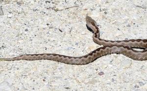 Pelješac: Petogodišnjaka iz Tuzle ujeo poskok, dijete hitno operisano