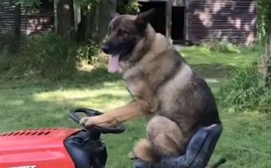 Pogledajte kako pas pomaže u uređivanju dvorišta