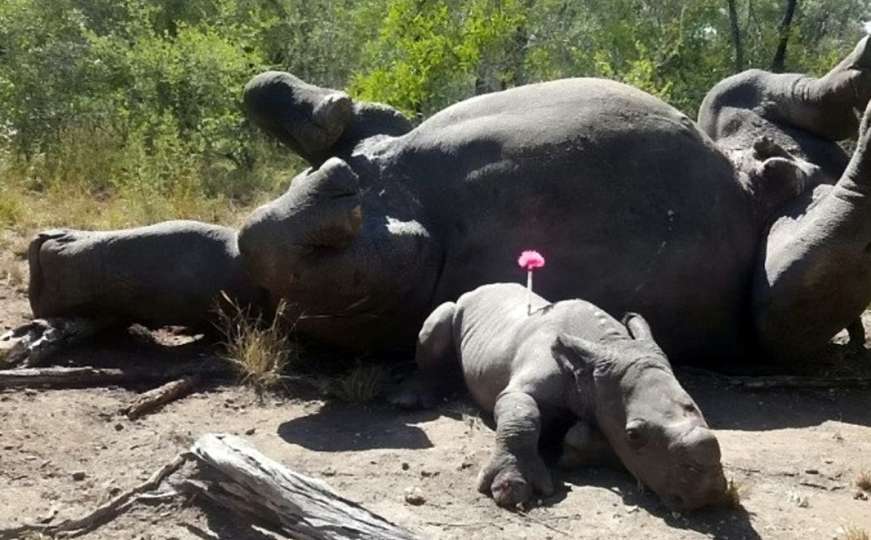 Hrabri mališa: Beba nosorog pokušala odbraniti mamu koju su ubile lovokradice