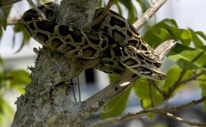 Otkrivena zastrašujuća vrsta zmije: Penje se po drveću i kliže po močvarama