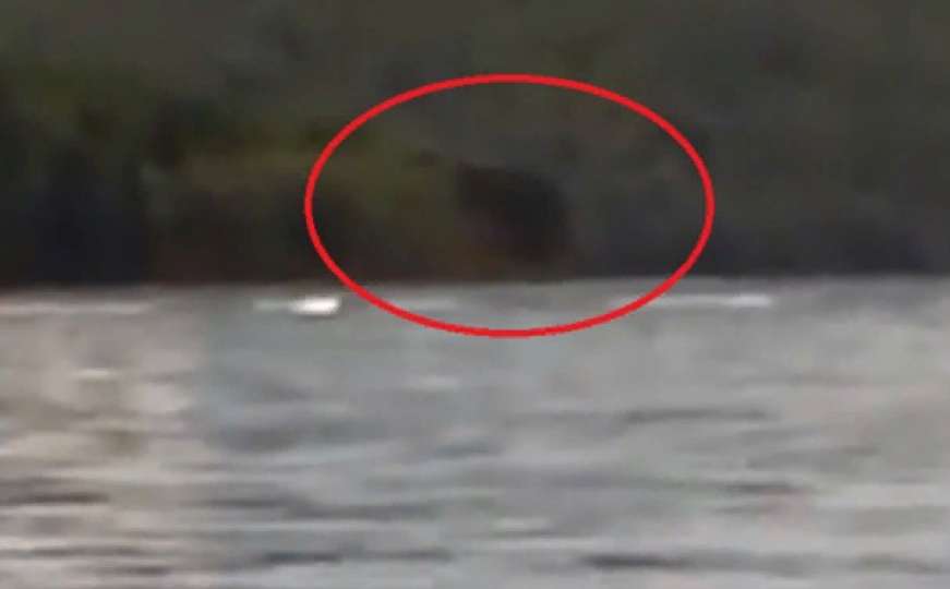 Vjeruju da je legendarno čudovište: Bilo je u vodi svega 15 metara od obale