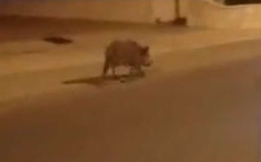 Divlja svinja prošetala po centru Širokog Brijega