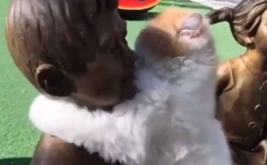 Interesantna scena: Mačka uživa grliti kip