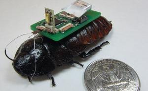Roboti žohari mogli bi se koristiti u ratnim misijama