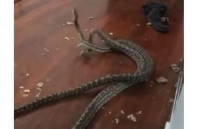 Pitoni propali kroz tavan i borbu nastavili u dnevnoj sobi