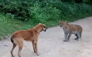 Pogledajte nevjerovatnu borbu psa i leoparda