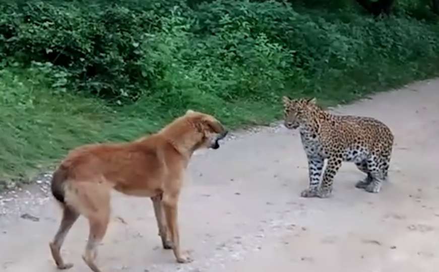 Pogledajte nevjerovatnu borbu psa i leoparda
