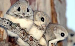 Najslađa životinja živi u Japanu: Ne, nije Pokemon