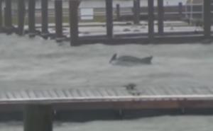 SAD: Delfini u borbi s naletom uragana Florence