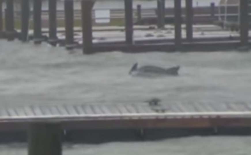 SAD: Delfini u borbi s naletom uragana Florence