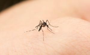 Zagreb: Muškarac preminuo od opasne bolesti koju prenose komarci