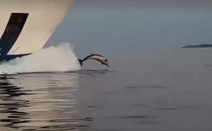 Bajkoviti snimak: Prekrasni delfini se utrkivali s trajektom kod Visa
