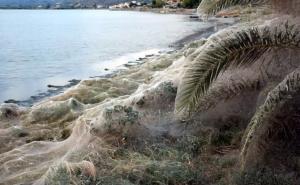 Neobičan "plod ljubavi": Ogromna paučina prekrila plažu u Grčkoj