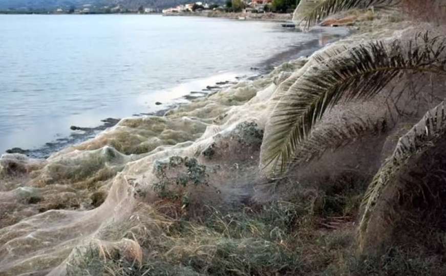 Neobičan "plod ljubavi": Ogromna paučina prekrila plažu u Grčkoj