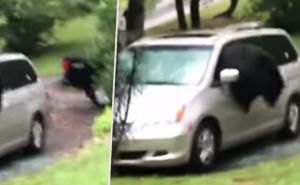 SAD: Veliki crni medvjed provalio u automobil i napravio štetu
