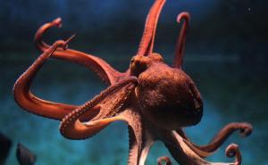 Hobotnice na ecstasyju otkrile naučnicima puno toga o ljudima