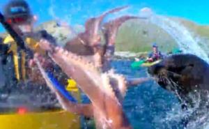 Za rubriku vjerovali ili ne: Kajakaša ošamarila foka hobotnicom