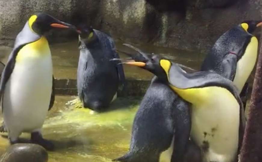 Sapunica u zoološkom: Gay pingvini oteli bebu pingvina od roditelja