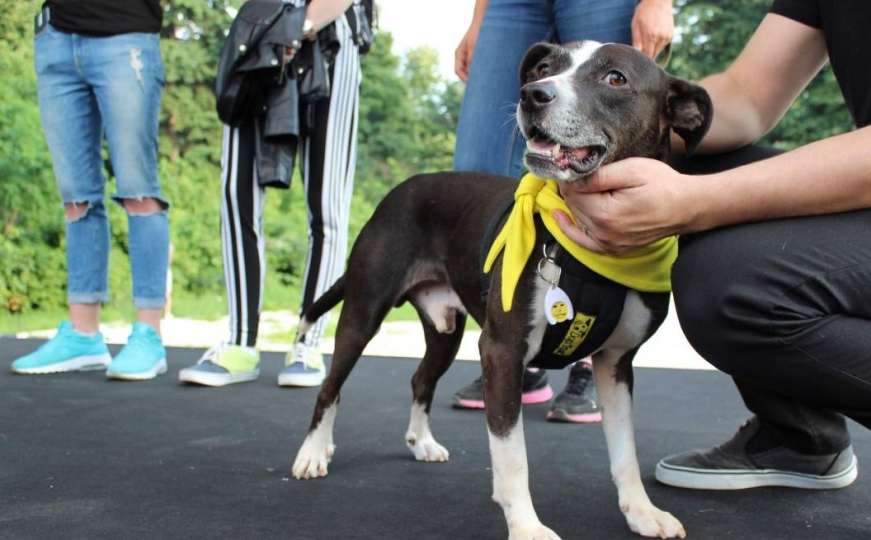 Prvi Dogs Trust događaj u Lukavici: Promocija odgovornog vlasništva pasa