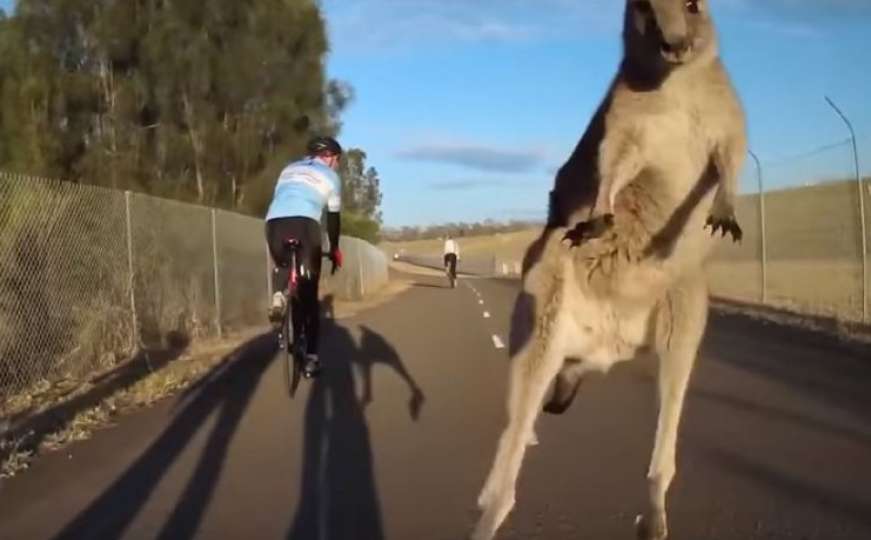 Kenguri su poznati kao prgave životinje: Ne vole ni bicikliste