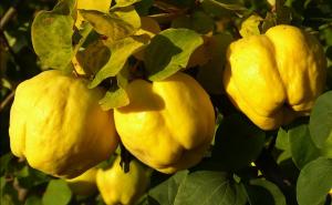 Dunja, kraljica jeseni: Mirisna vitaminska bomba