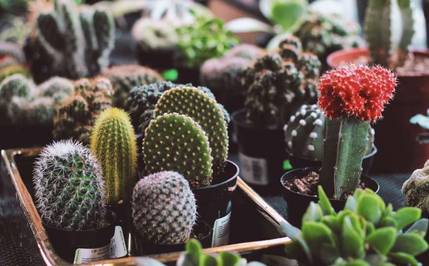 Kako tropske biljke, sukulente i kaktuse pripremiti za zimski san