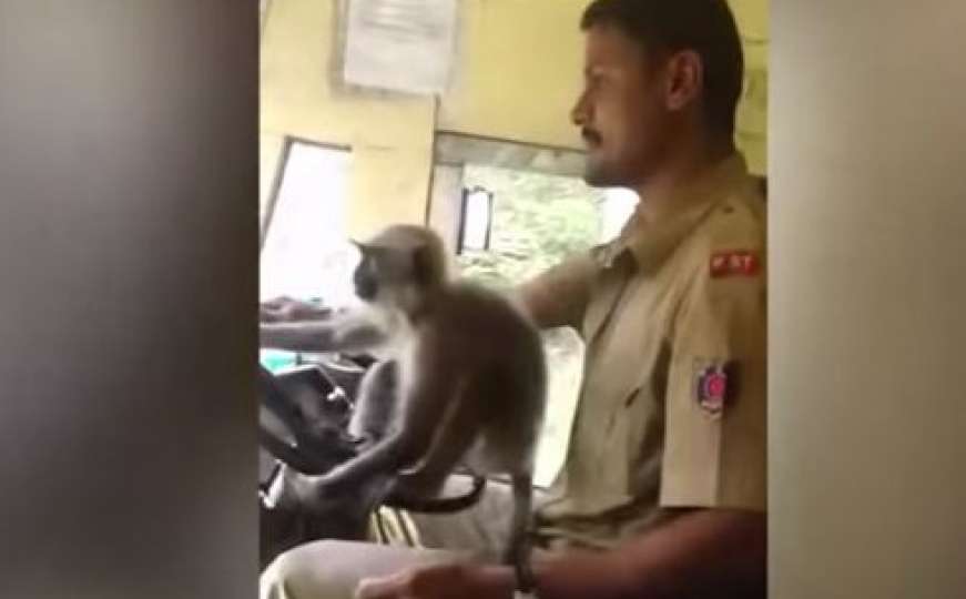 Vozač pustio majmuna da vozi autobus pa suspendovan s posla