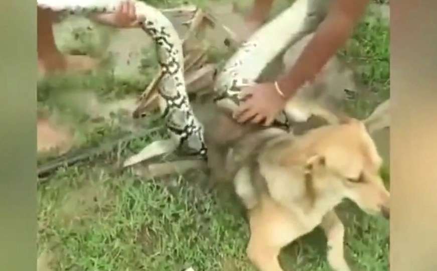 Udav napao psa: Vlasnici jedva spasili ljubimca iz smrtonosnog zagrljaja