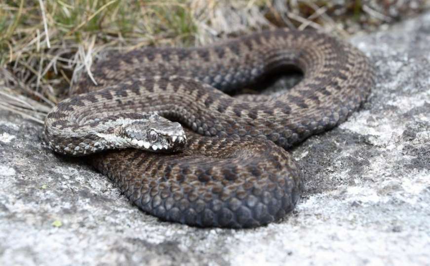 Na Biokovu se pojavila nova vrsta zmije: Pazite se jer se kriju u niskom rastinju