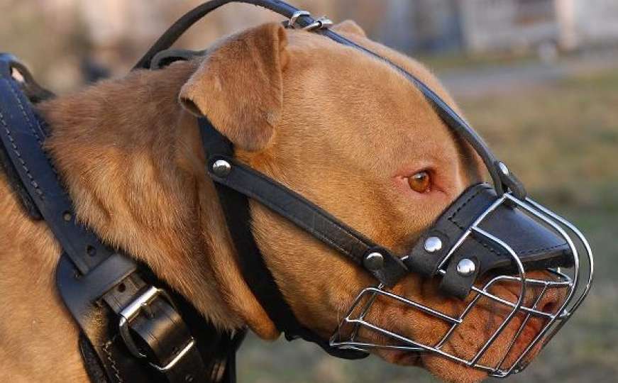Novi zakon: U Beču obavezna brnjica za opasne pse