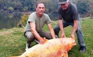 Zoran na jezeru upecao zlatnog tolstolobika teškog 62 kilograma
